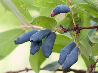 Жимолость камчатская 